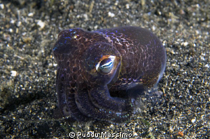 nikon d2x 60mm macro by Puddu Massimo 